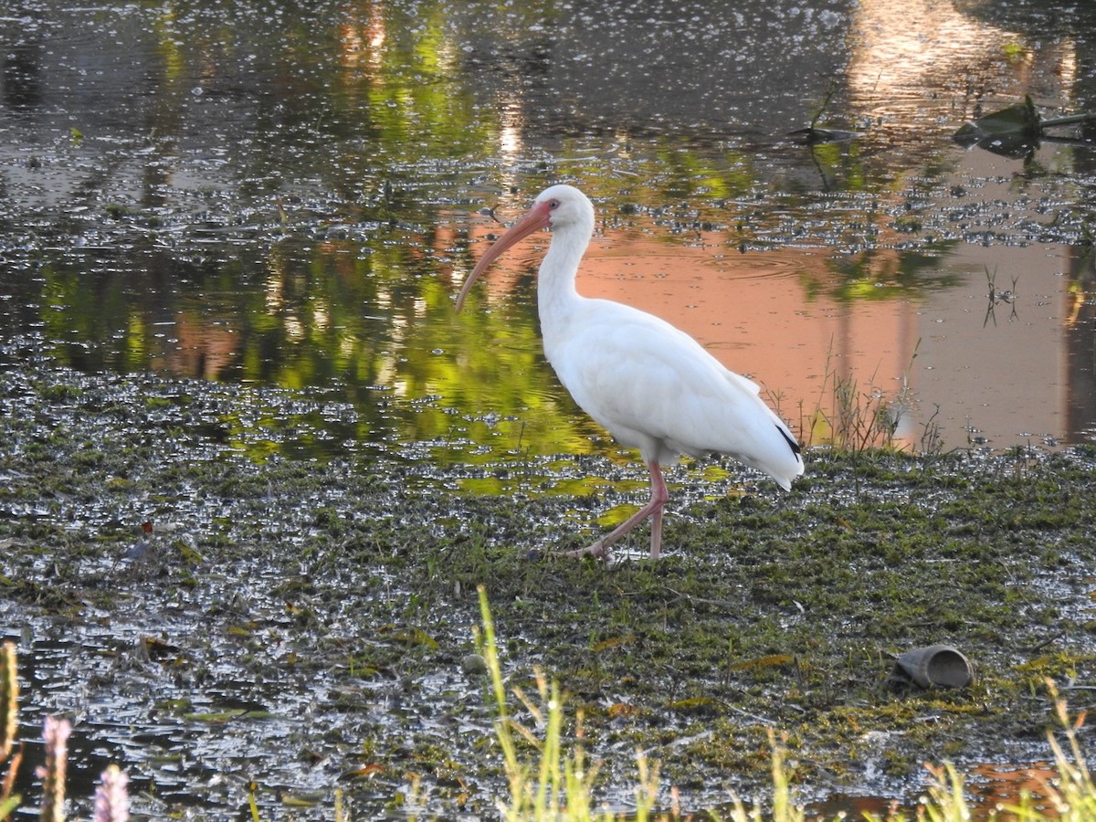 White Ibis - ML644590477