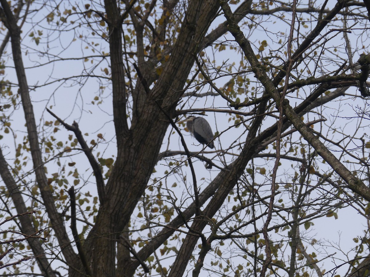 Amerika Gri Balıkçılı - ML644590479