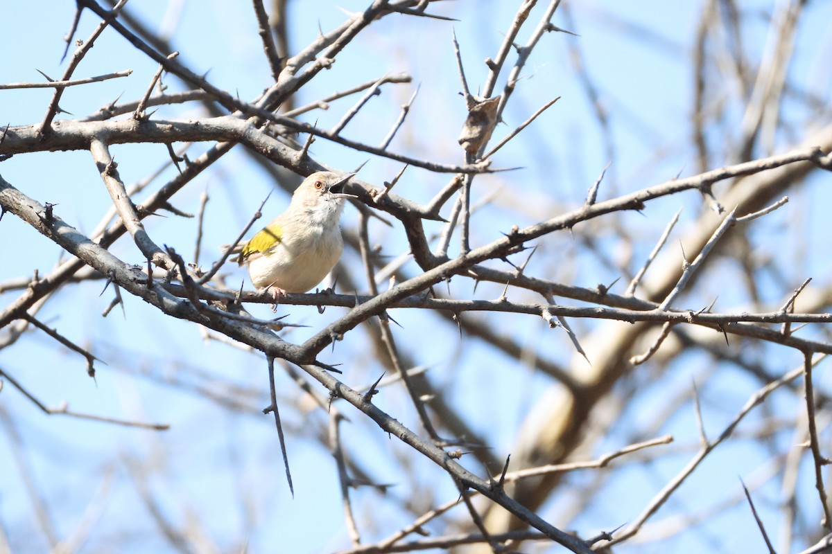 Camaróptera Baladora - ML644590484