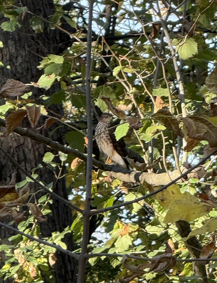 Sharp-shinned Hawk - ML644590487