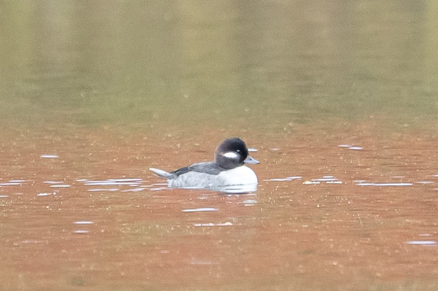 Bufflehead - ML644590496