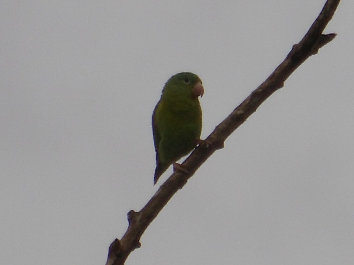 Orange-chinned Parakeet - ML644590500