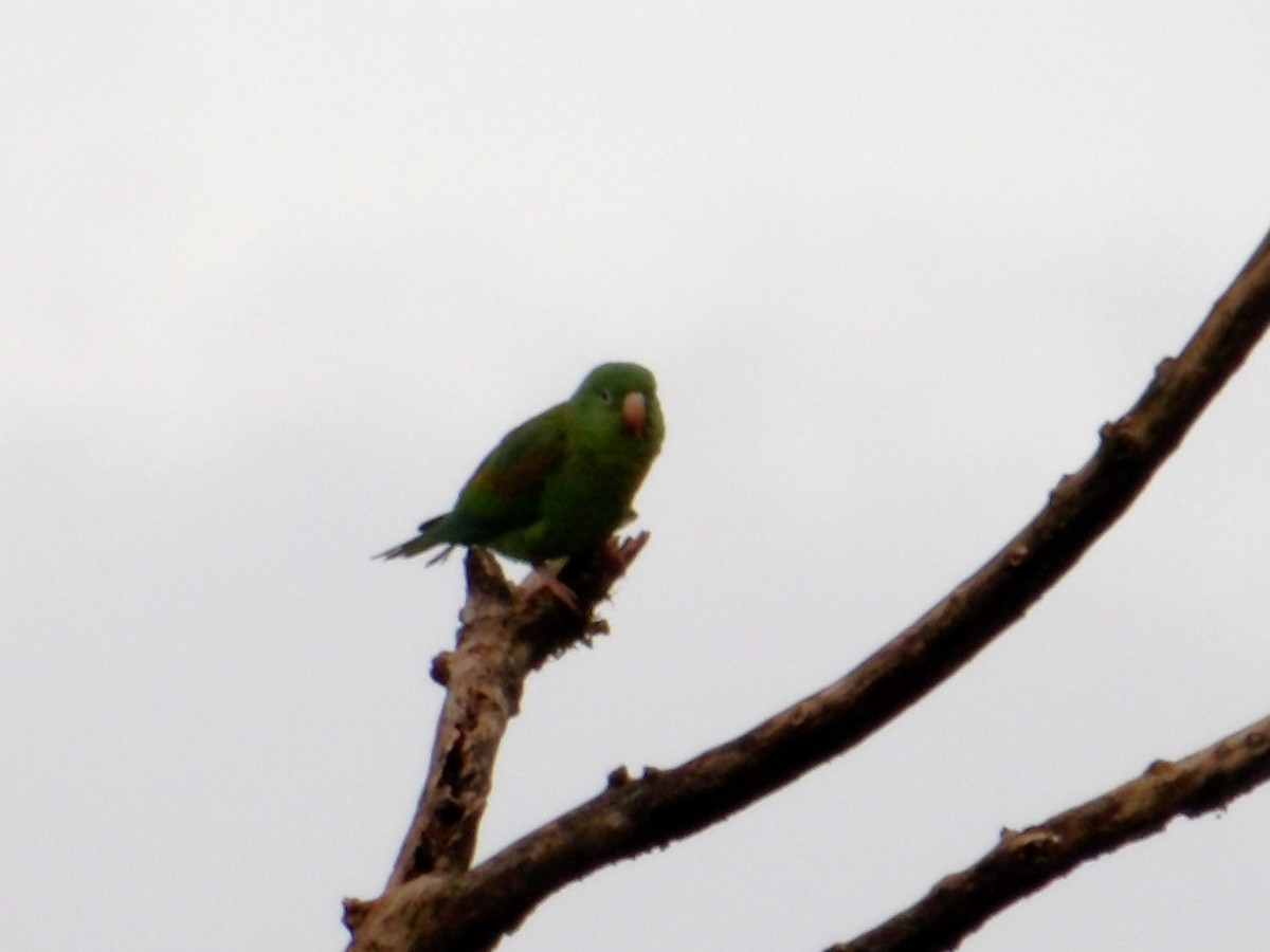 Orange-chinned Parakeet - ML644590501
