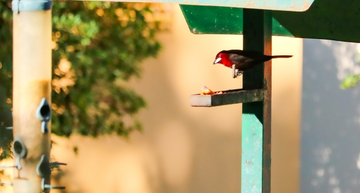 Tangara à bec d'argent - ML644590502