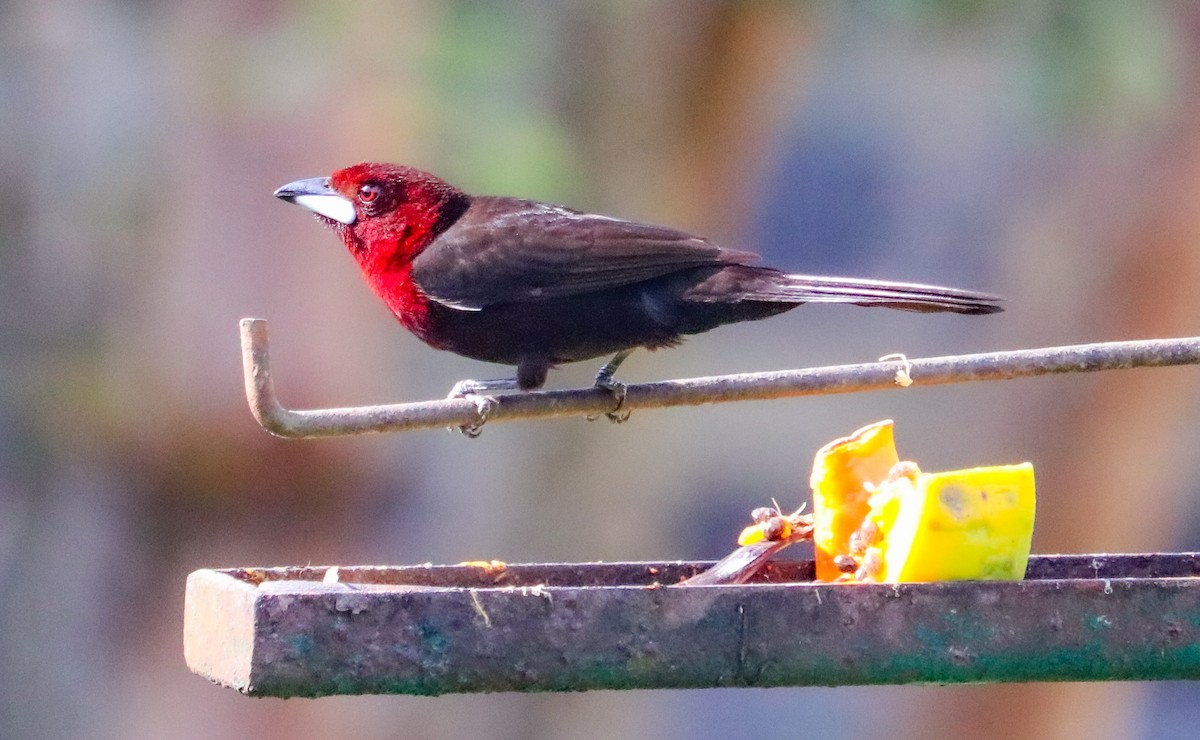 Tangara à bec d'argent - ML644590504
