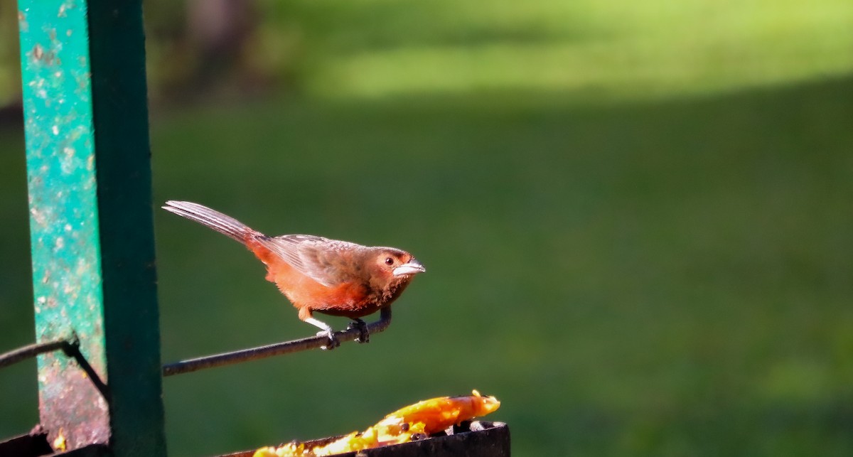 Tangara à bec d'argent - ML644590505