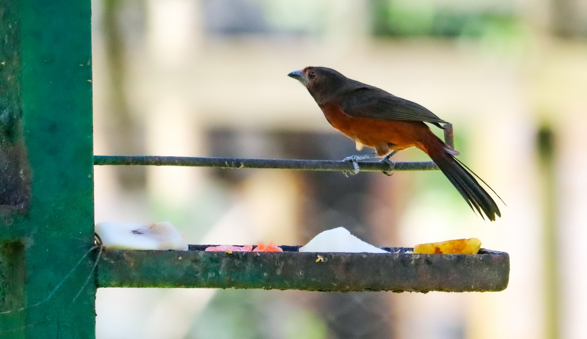 Tangara à bec d'argent - ML644590506