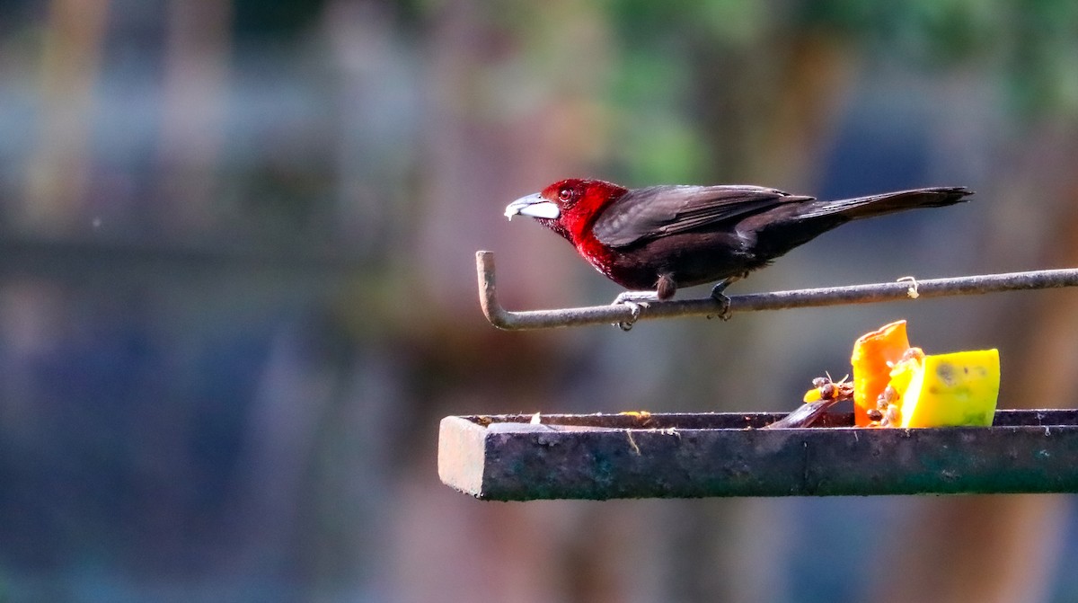 Tangara à bec d'argent - ML644590507