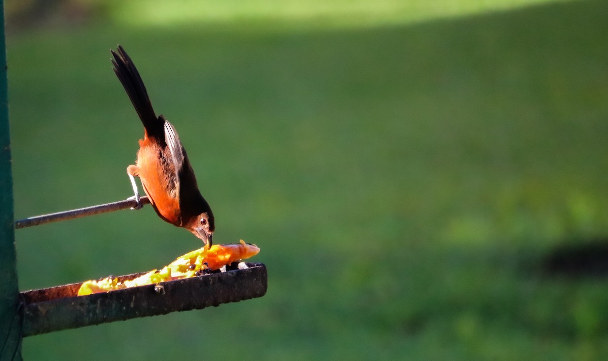 Tangara à bec d'argent - ML644590508