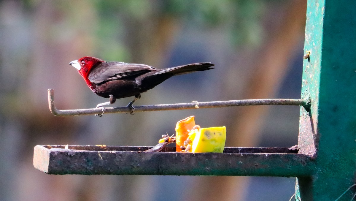 Tangara à bec d'argent - ML644590509