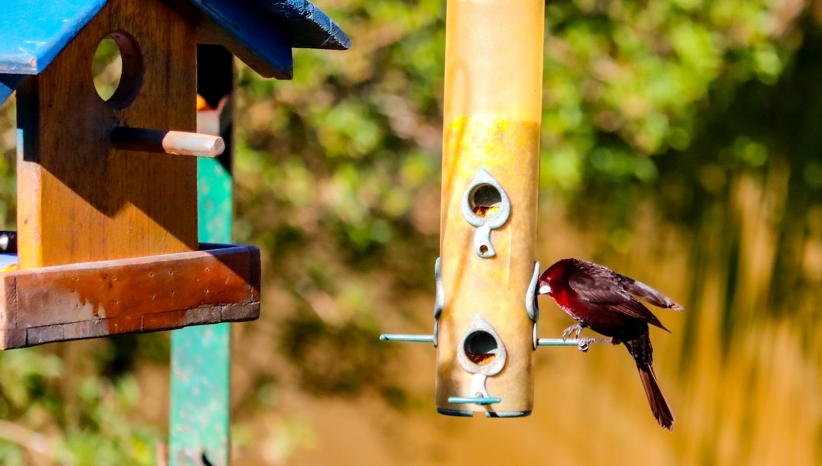 Tangara à bec d'argent - ML644590510