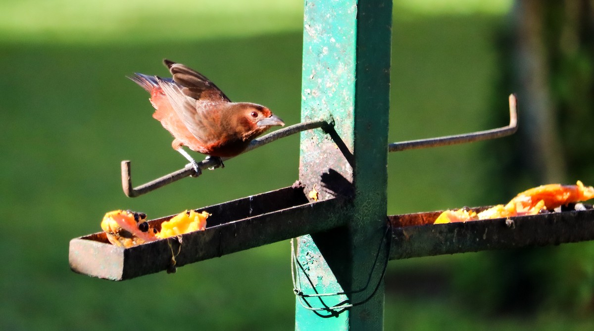 Tangara à bec d'argent - ML644590511