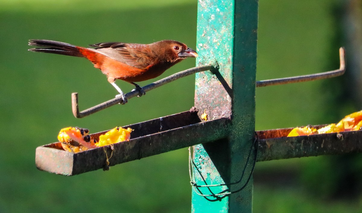 Tangara à bec d'argent - ML644590513