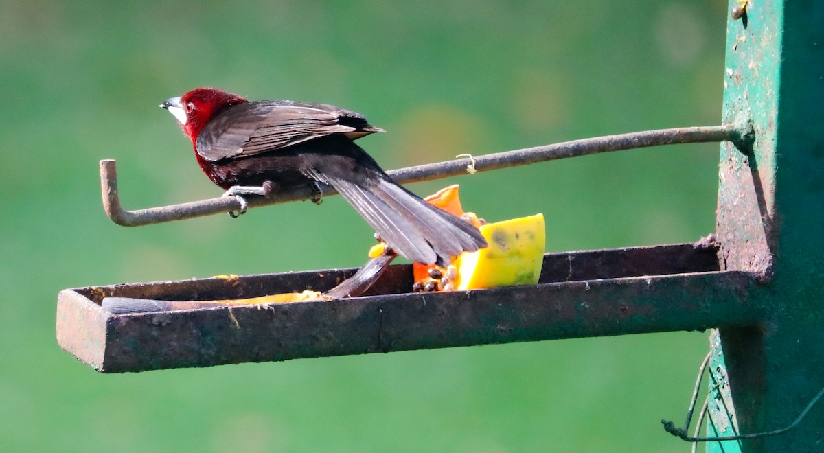 Tangara à bec d'argent - ML644590514