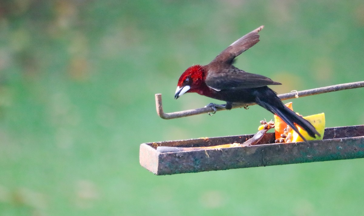 Tangara à bec d'argent - ML644590515