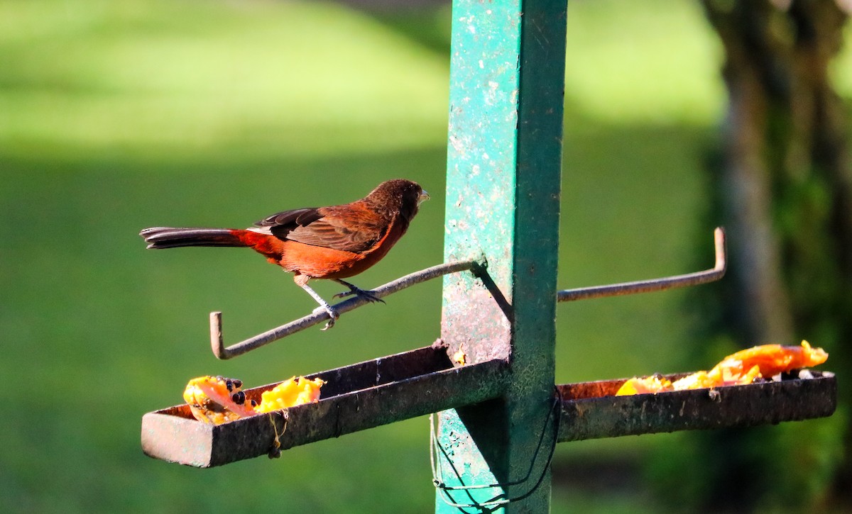 Tangara à bec d'argent - ML644590516