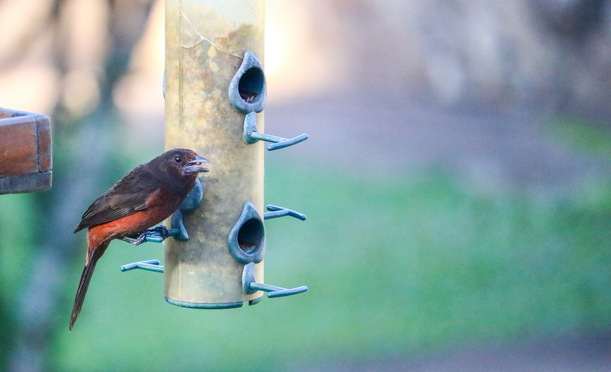 Tangara à bec d'argent - ML644590517