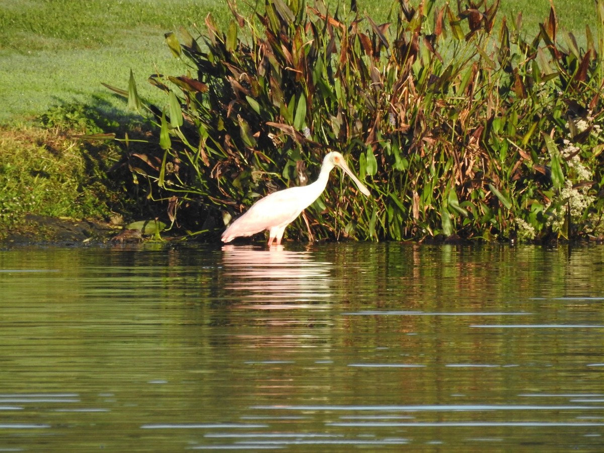 kolpík růžový - ML644590521