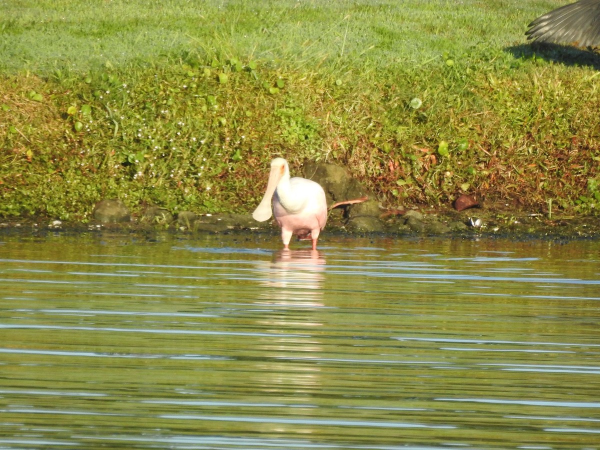 kolpík růžový - ML644590522