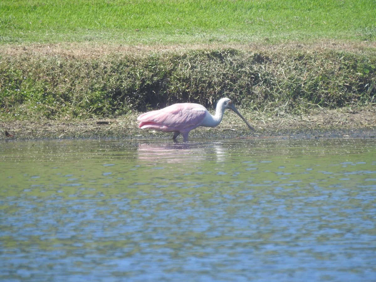 kolpík růžový - ML644590523