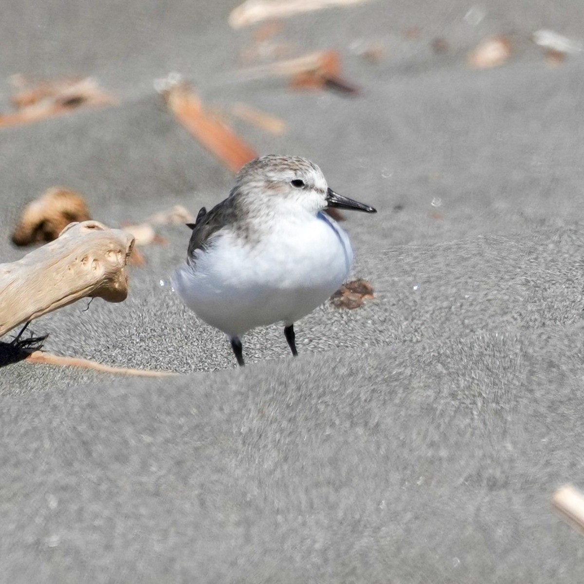 Txirri erdipalmatua - ML644590524