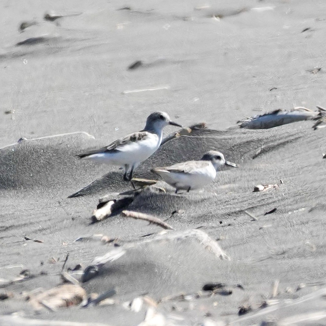 Txirri erdipalmatua - ML644590525