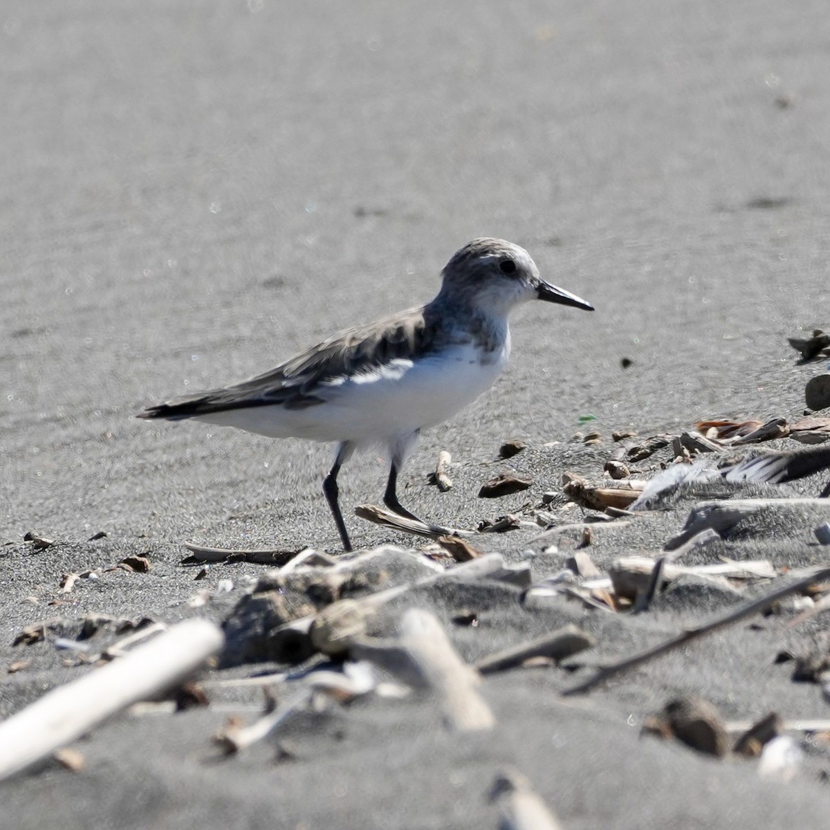 Txirri erdipalmatua - ML644590526