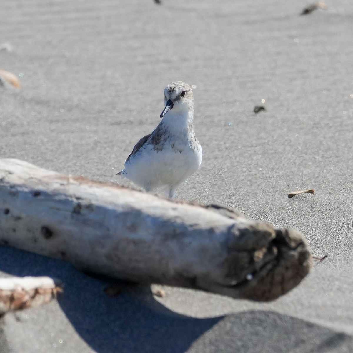 Txirri erdipalmatua - ML644590527