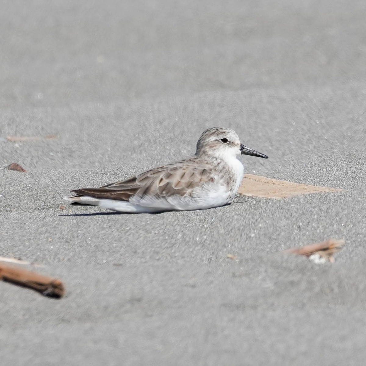 Txirri erdipalmatua - ML644590529