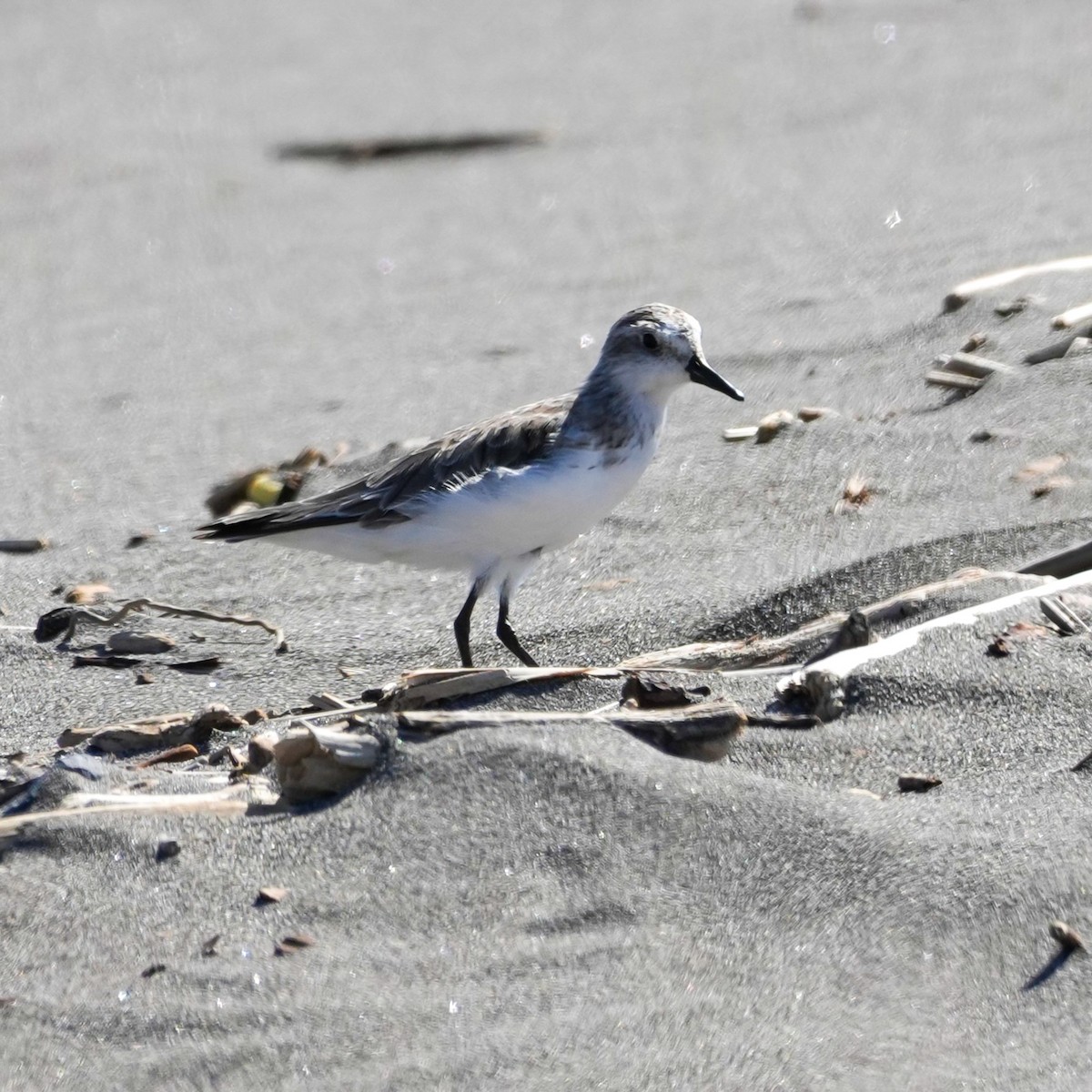 Txirri erdipalmatua - ML644590532