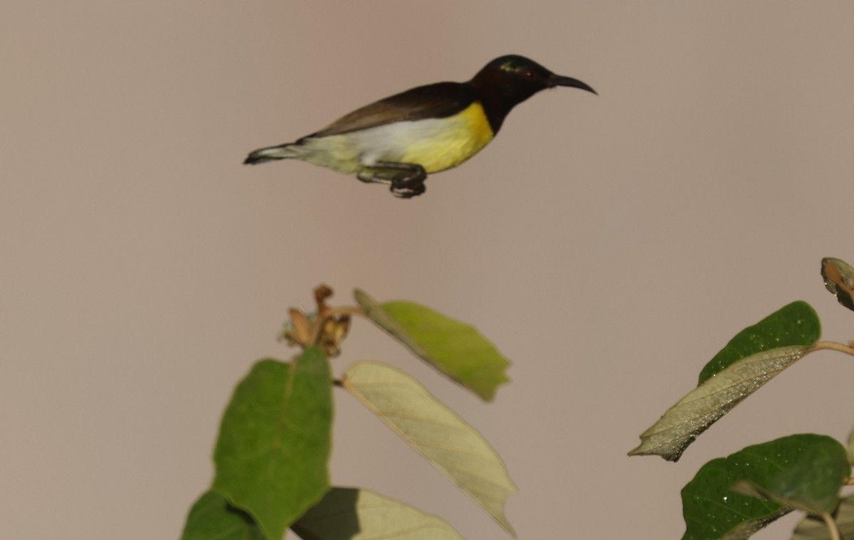 Purple-rumped Sunbird - ML644590543