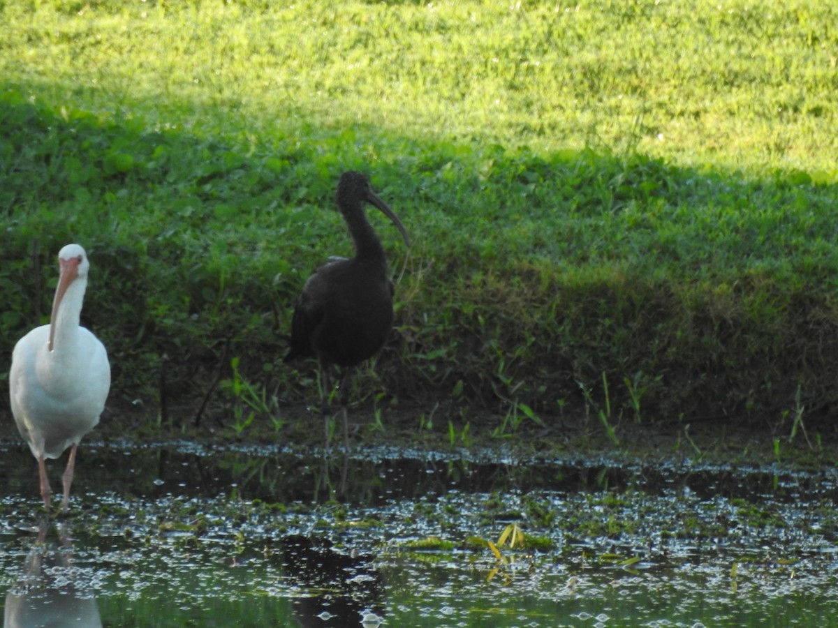 ibis hnědý - ML644590544