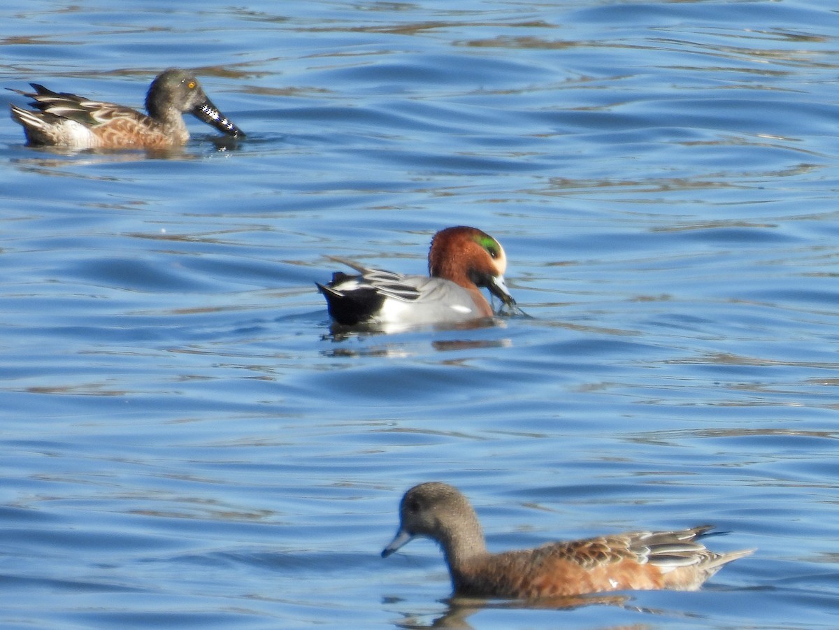 Eurasian Wigeon - ML644590547