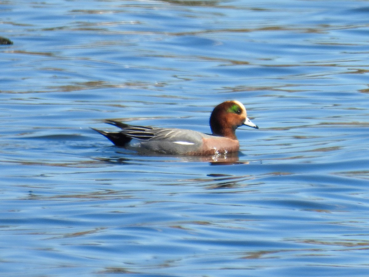 Eurasian Wigeon - ML644590548