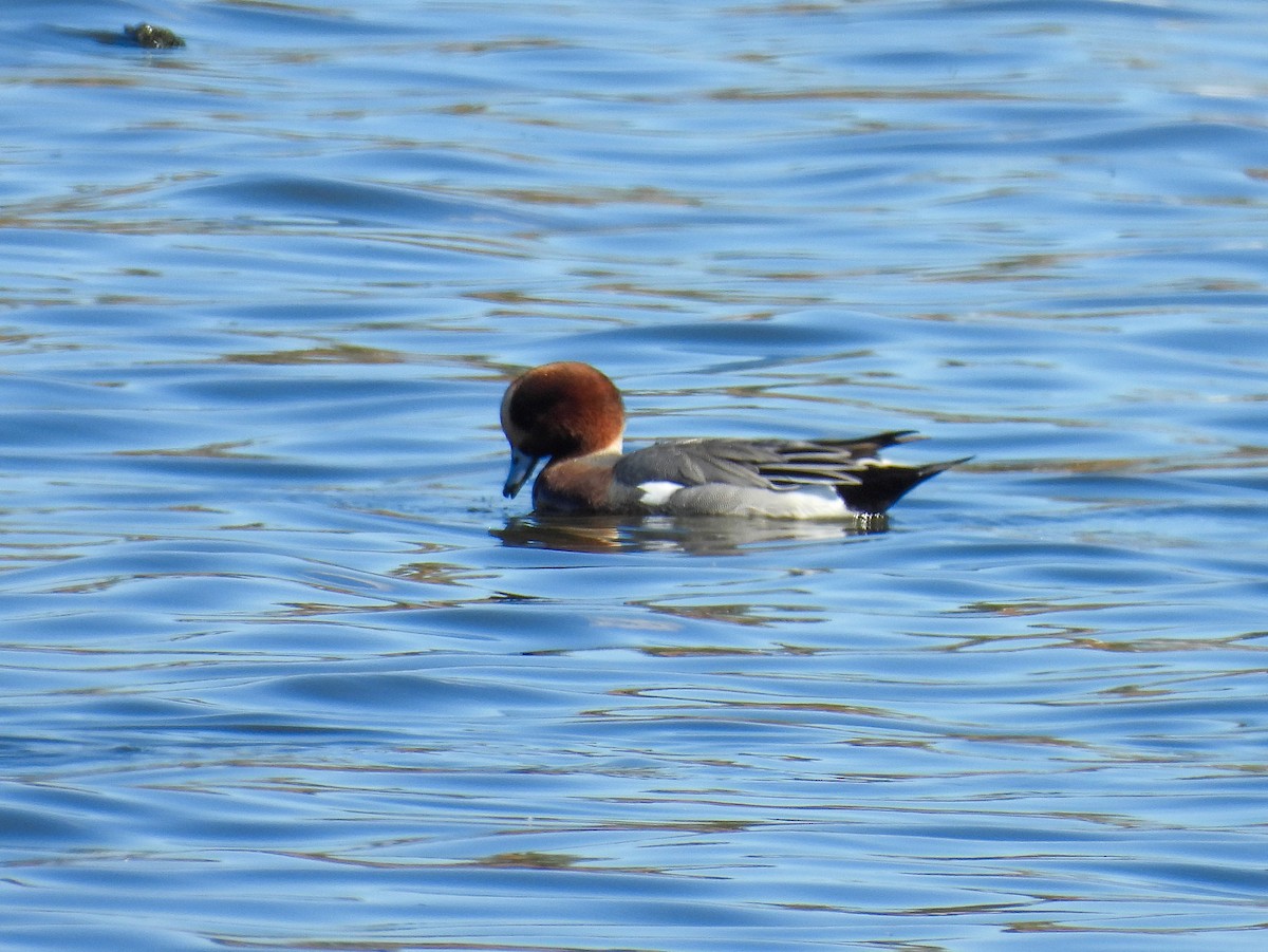 Eurasian Wigeon - ML644590550