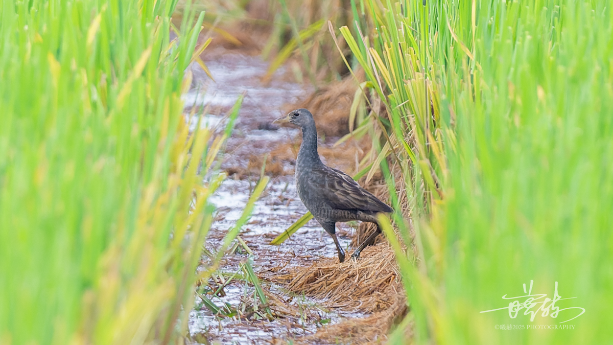 Watercock - ML644590552