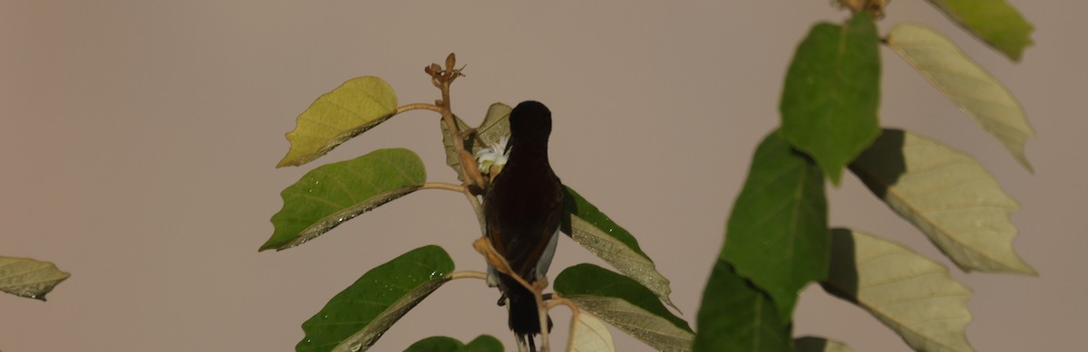 Purple-rumped Sunbird - ML644590557