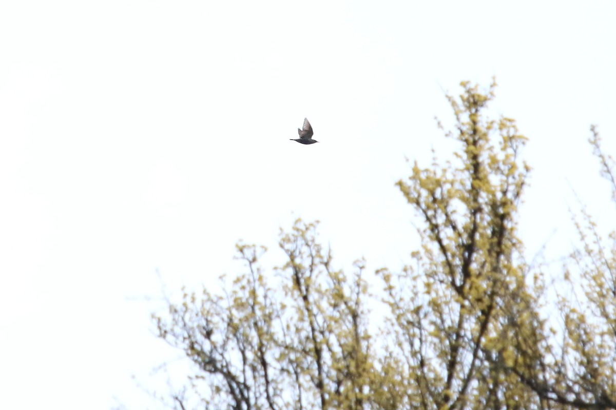 Обыкновенный скворец - ML644590560