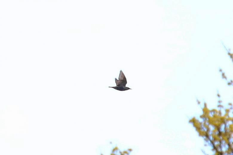 Обыкновенный скворец - ML644590561