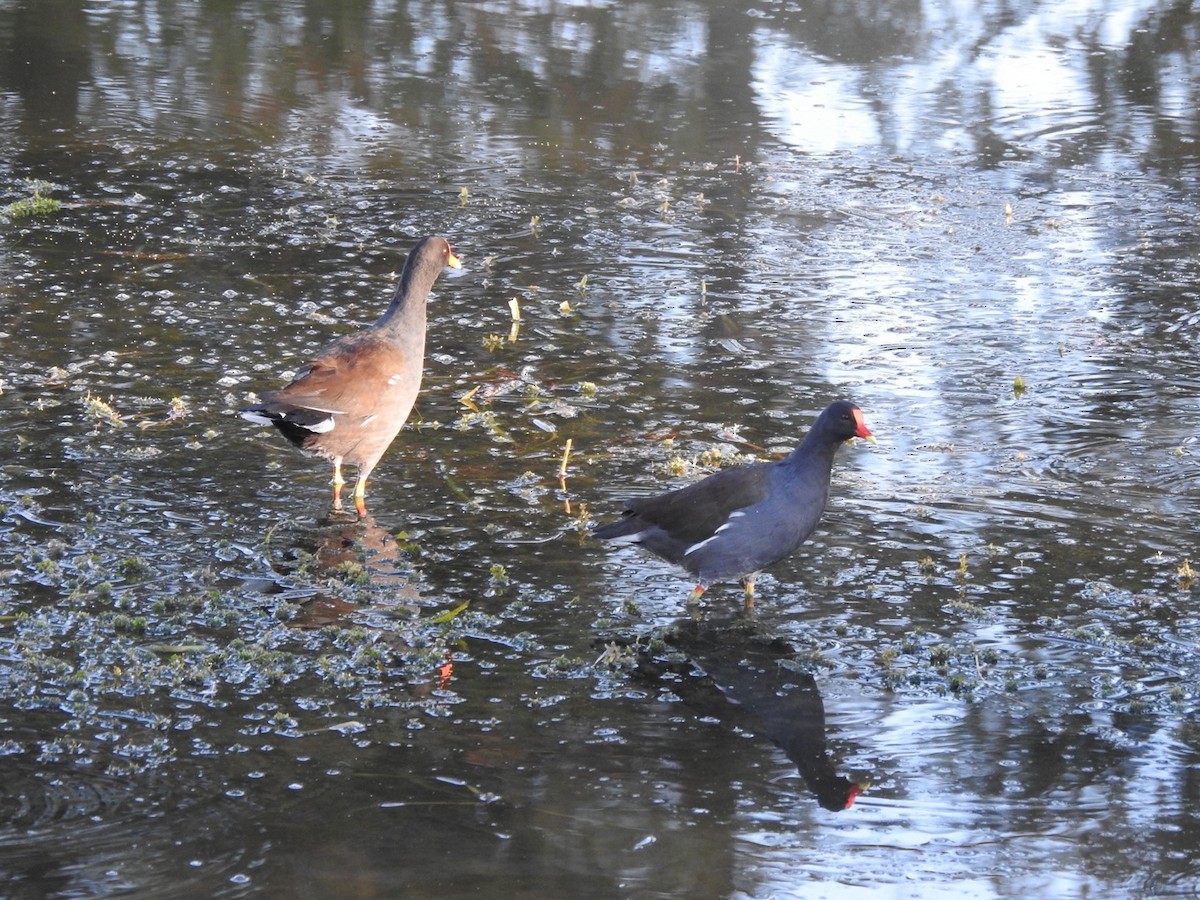 Uroilo amerikarra - ML644590563