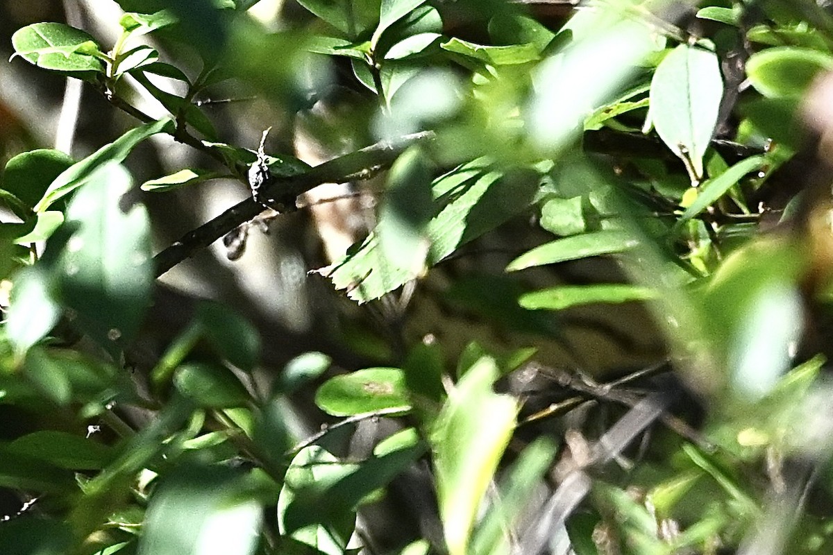 strnadec kaštanový - ML644590568