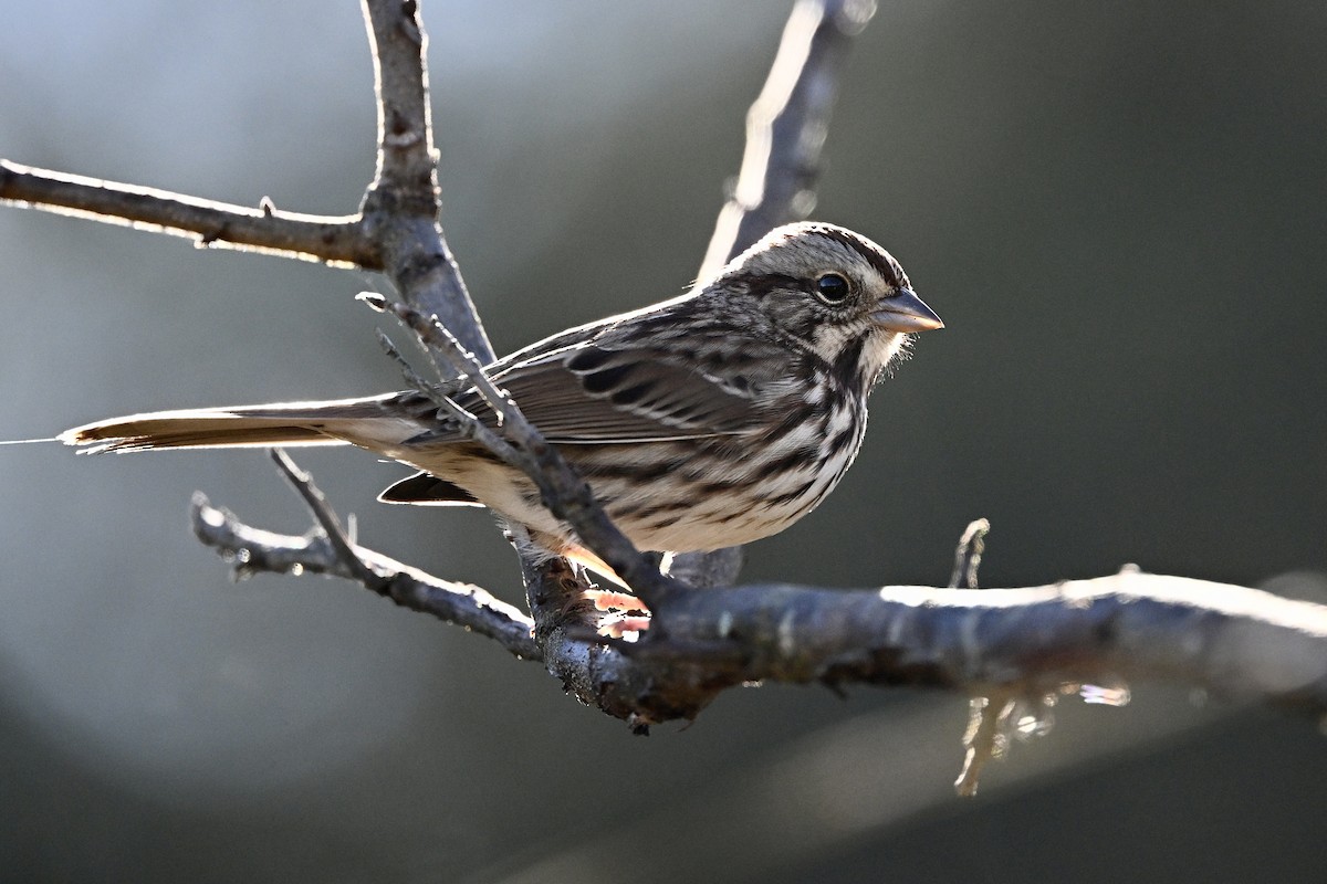 Ötücü Serçe - ML644590579