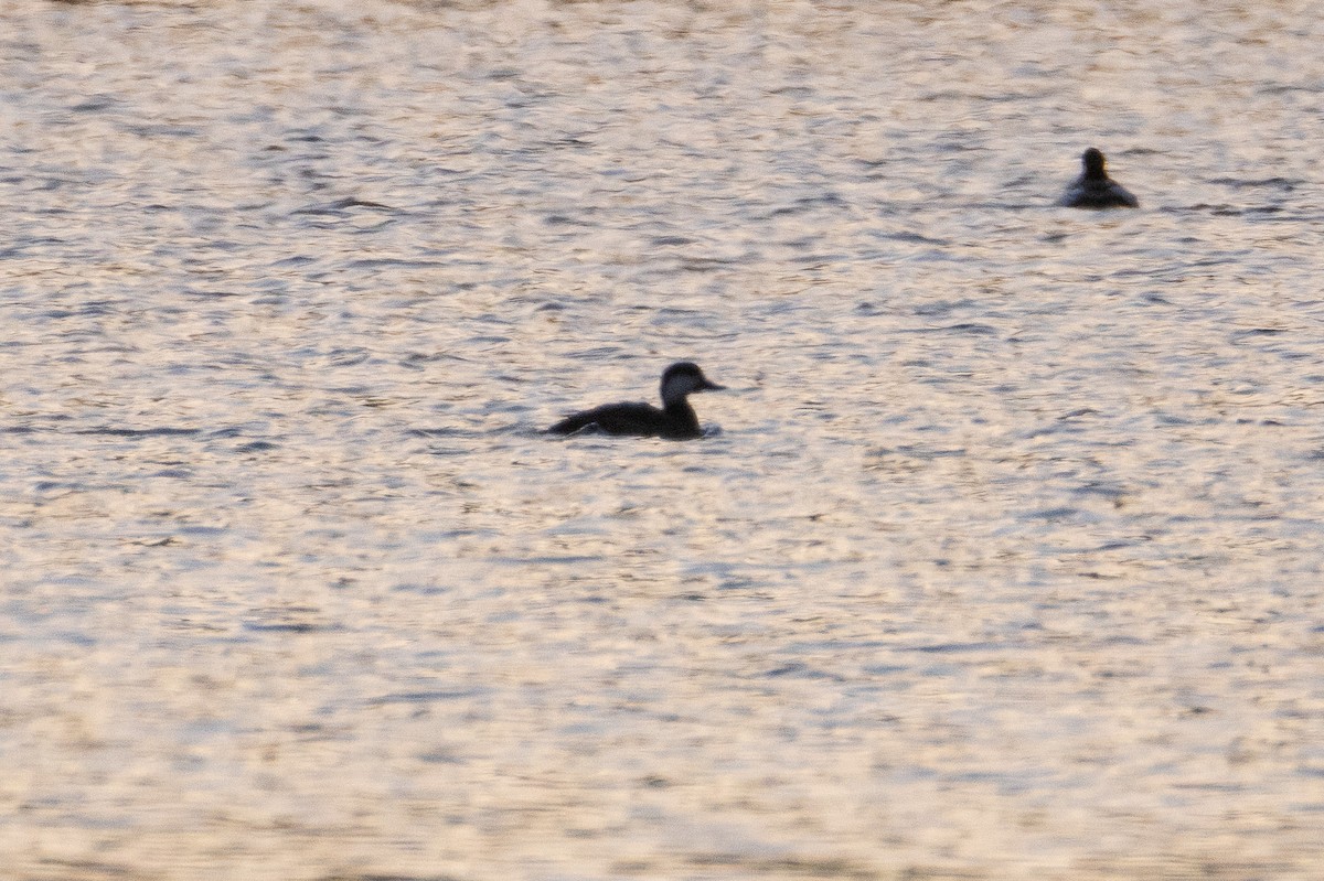 Black Scoter - ML644590584