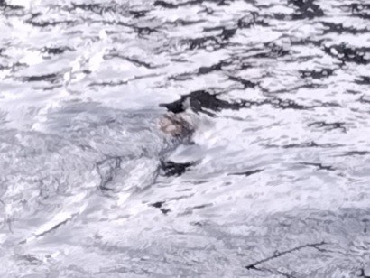 אמודאי הנחלים - ML644590587