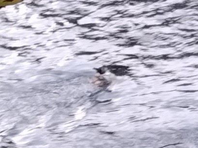 אמודאי הנחלים - ML644590588