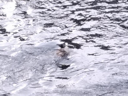 אמודאי הנחלים - ML644590589