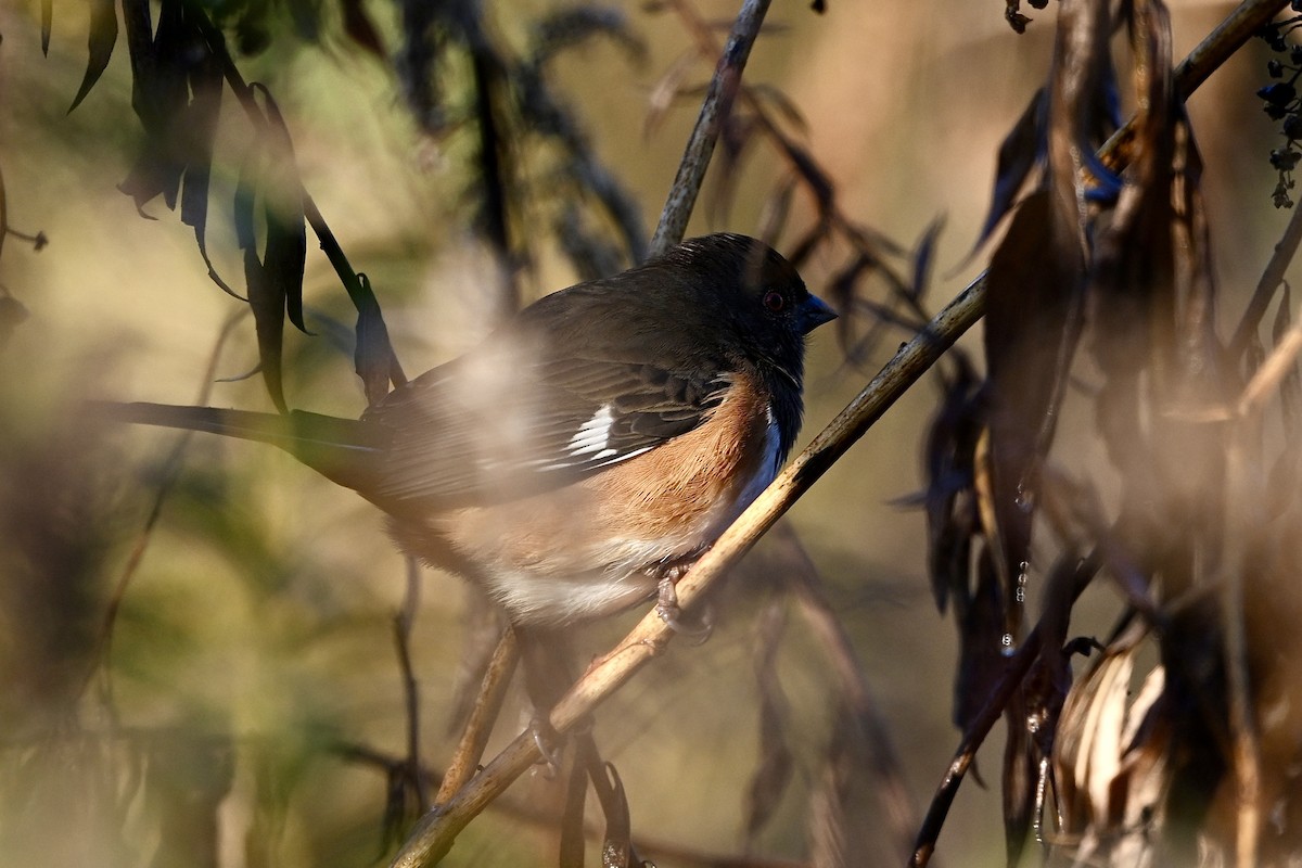 Eastern Towhee - Joe Wujcik