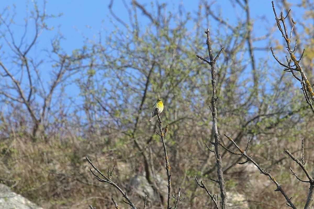 Европейский вьюрок - ML644590598