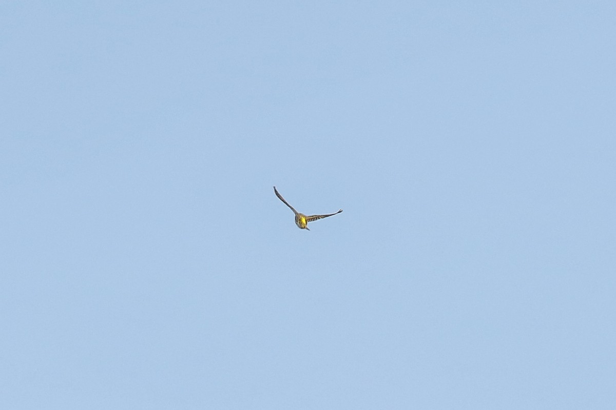 Европейский вьюрок - ML644590602