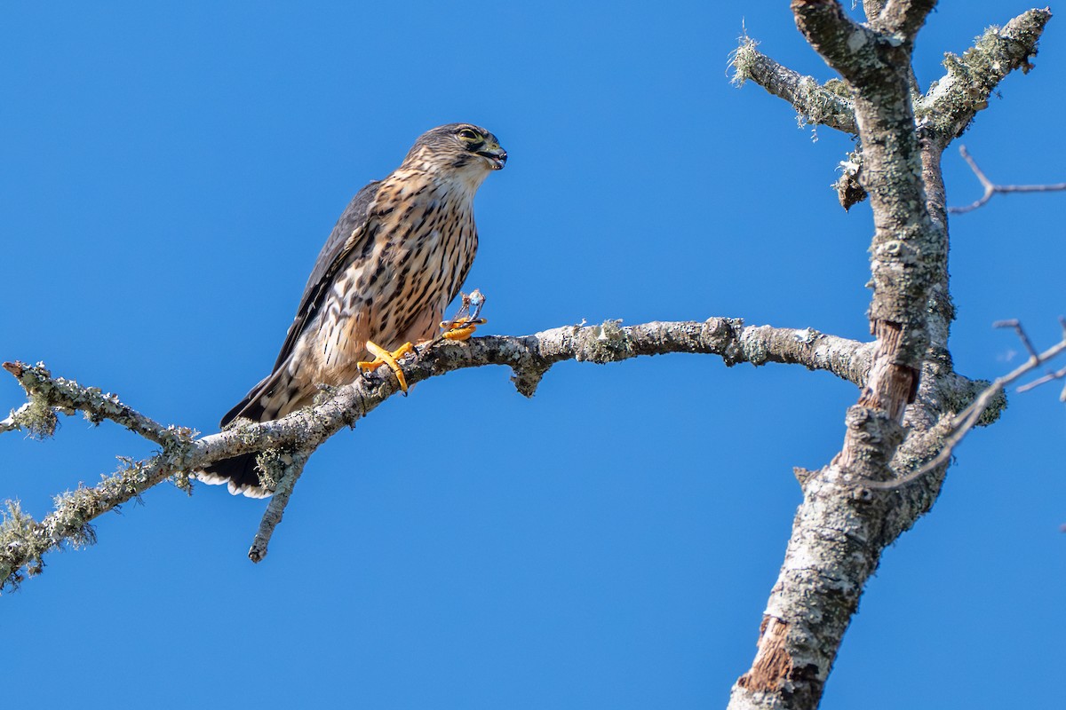 Хайргууна шонхор - ML644590603